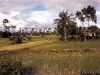 kamb1996_waibel_siam_reap_rice_fields