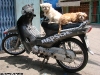 2007_hcmc_distr-6_dogs_on_motorbike_waibel